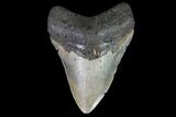 Megalodon Tooth - North Carolina #67154-1